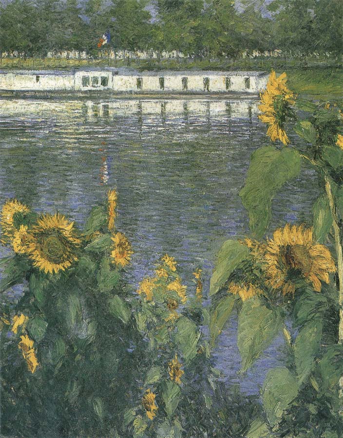 The sunflowers of waterside